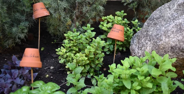 Fresh and Healthy Lemon Balm Herbs and Basil Herbs