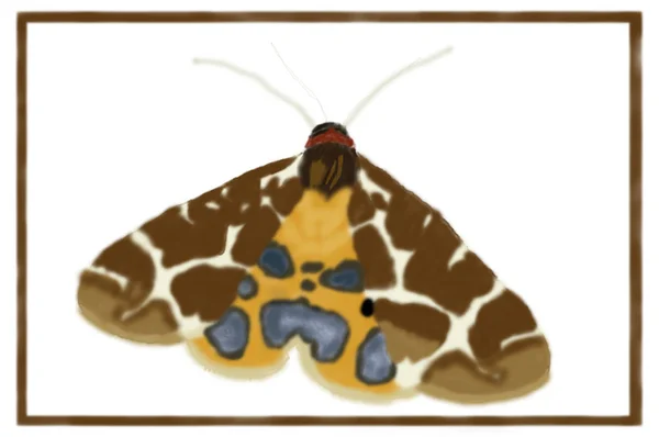 Butterfly Brown Bear, Animal Drawing — Stock Photo, Image