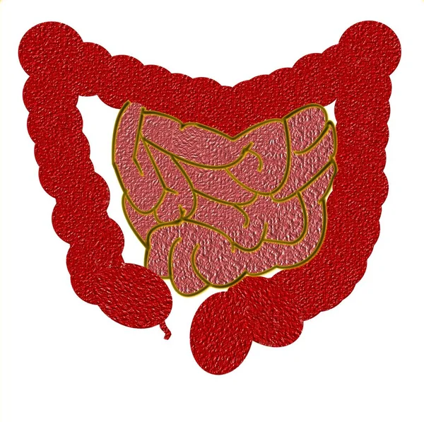 Tratto gastrointestinale con strutture organiche — Foto Stock