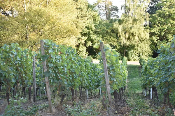 Виноградник под высоким углом — стоковое фото