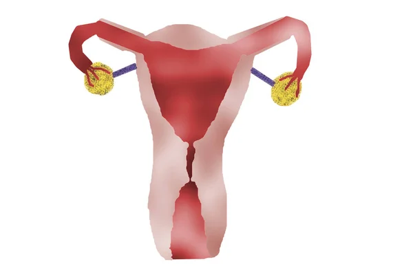 Utero femminile, utero di donna — Foto Stock