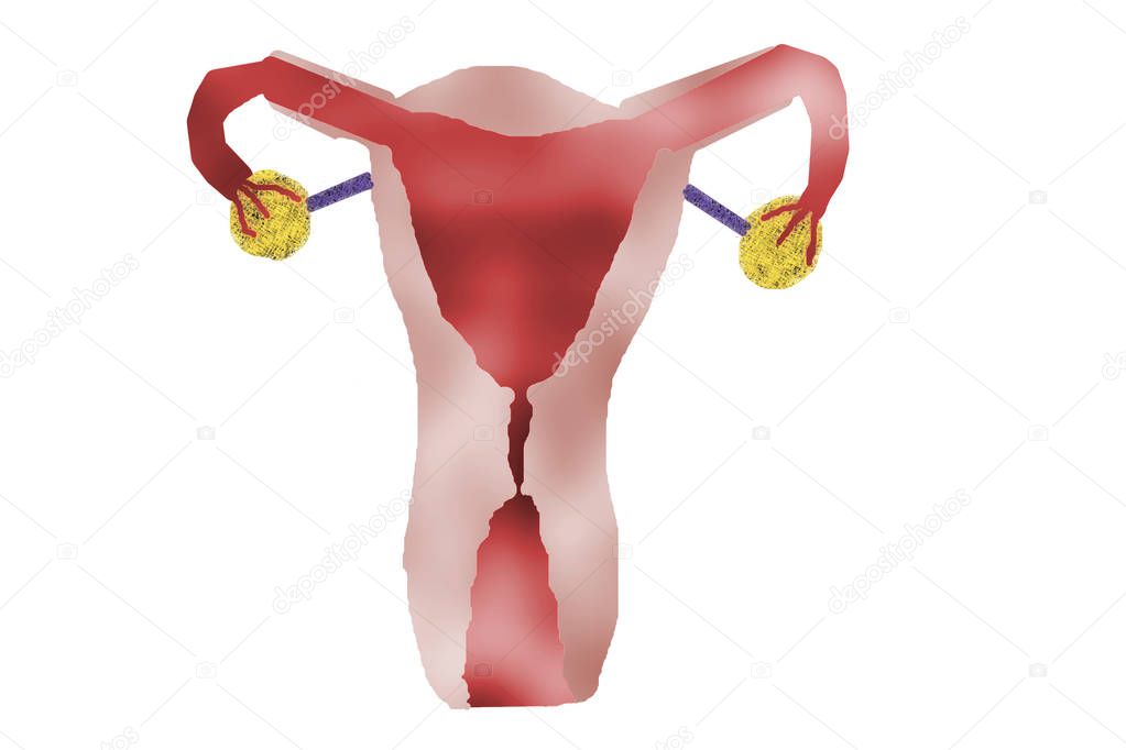 Utero femminile, utero di donna - Foto Stock: Foto, Immagini © pavelkerbic  309350606 | Depositphotos