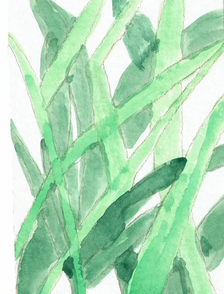 Grasses on an Isolated Background, Hand Drawn Water Color Painting — Stock Photo, Image