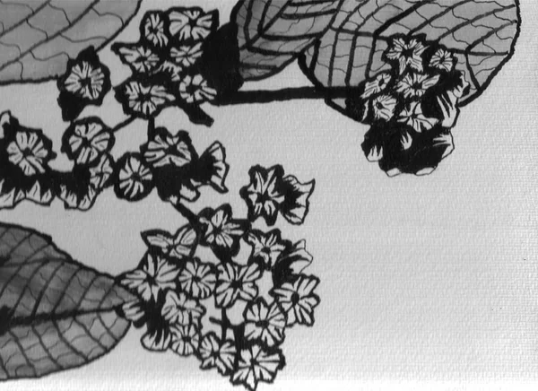 Flores de vainilla, Dibujo a mano de tinta — Foto de Stock