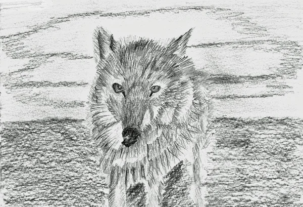 Lonely Wolf, Hand Drawn Pencil Drawing