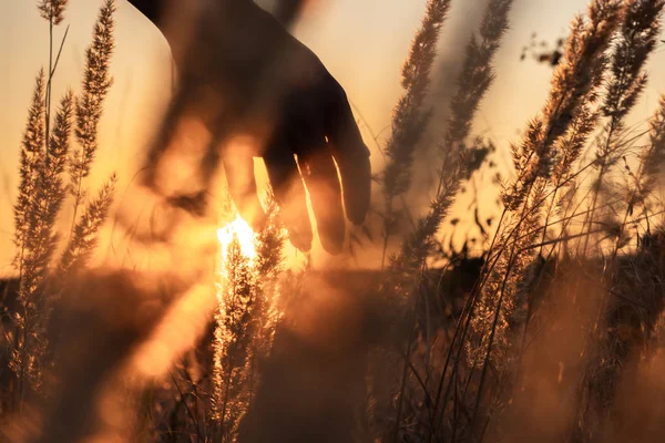 Mano Mujer Tocando Espiguillas Campo Hermoso Atardecer Concepto Cosecha Agrícola —  Fotos de Stock