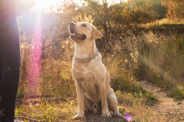 Enerjik labrador retriever genç köpek güzel turuncu günbatımı parkta oturan. Evcil hayvanlar, köpek yavrusu, ev hayvanları kavramı.