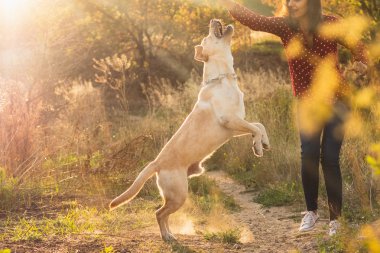 Enerjik labrador retriever genç köpek güzel turuncu günbatımı parkta sahibi ile oynuyor. Oyun evcil hayvan, ev hayvanları kavramı.