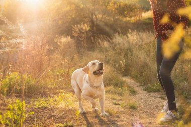 Enerjik labrador retriever genç köpek güzel turuncu günbatımı parkta sahibi ile oynuyor. Oyun evcil hayvan, ev hayvanları kavramı.