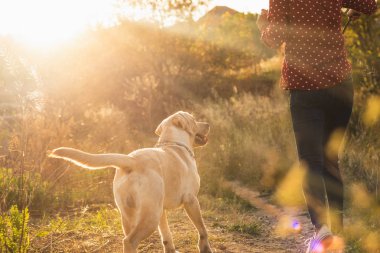 Enerjik labrador retriever genç köpek güzel turuncu günbatımı parkta sahibi ile oynuyor. Oyun evcil hayvan, ev hayvanları kavramı.