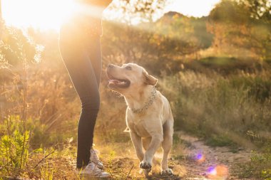 Enerjik labrador retriever genç köpek güzel turuncu günbatımı parkta sahibi ile oynuyor. Oyun evcil hayvan, ev hayvanları kavramı.