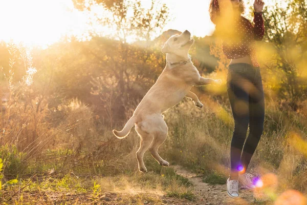 Energický Pes Labrador Který Hraje Svým Vlastníkem Parku Krásném Oranžovém — Stock fotografie