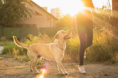 Enerjik labrador retriever genç köpek güzel turuncu günbatımı parkta sahibi ile oynuyor. Oyun evcil hayvan, ev hayvanları kavramı.