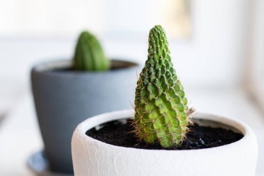 Beyaz masa ve parlak arka plan üzerinde tencerede kaktüs çiçek. Ev bitkileri ve iç mekan konsepti. Kaktüsler bir saksıdan diğerine yeniden ekiliyor..
