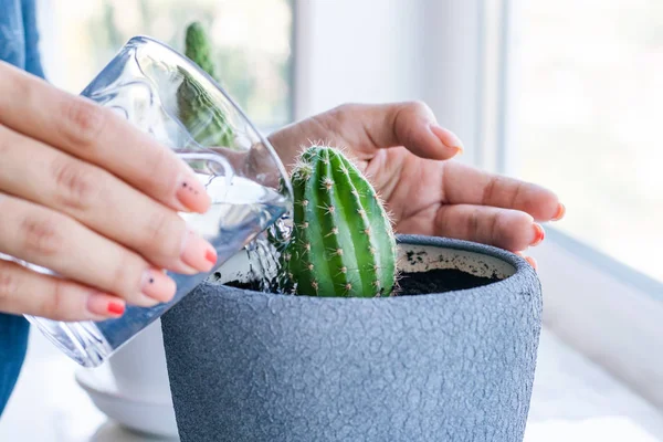 Cactus flower in the pot on the white table and bright background. Home plants and interior concept. The cactuses are being replanted from one flower pot into another and watered. — Stock Image Cactus flower in the pot on the white table and bright background. Home plants and interior concept. The cactuses are being replanted from one flower pot into another and watered. Stock Photo