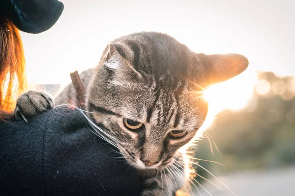 Halloween-Katze in den Händen und ein Hexenmädchen mit schwarzem Hut und Mantel an einem herbstlichen Sonnenuntergang. Feier und Haustier-Konzept. — Stockfoto