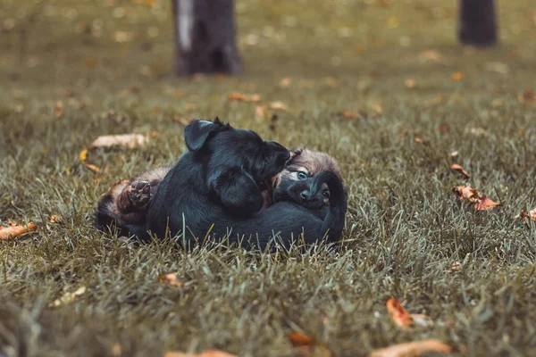 I cuccioli stanno giocando allegramente sull'erba autunnale. Cani di piccola taglia neri e marroni nel parco. Animali domestici e concetto di animali domestici . — Foto Stock