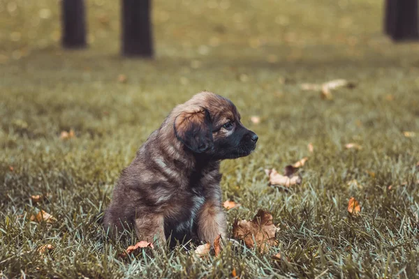 작은 강아지들은 가을 잔디에서 즐겁게 놀고 있습니다. 갈색작은 개 가 공원에 있습니다. 애완 동물 과 집 동물의 개념. — 스톡 사진