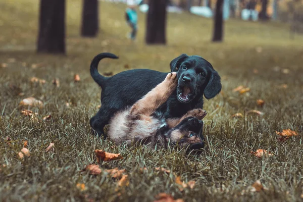 I cuccioli stanno giocando allegramente sull'erba autunnale. Cani di piccola taglia neri e marroni nel parco. Animali domestici e concetto di animali domestici . — Foto Stock