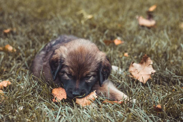 Kleine Welpen spielen fröhlich auf dem herbstlichen Rasen. brauner kleiner Hund im Park. Haustiere und Heimtiere Konzept. — Stockfoto