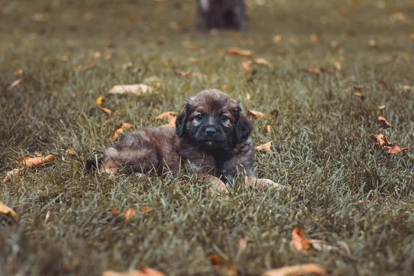 A kiskutyák vidáman játszanak az őszi fűben. Barna kiskutya a parkban. Háziállatok és háziállatok fogalma. — Stock Fotó
