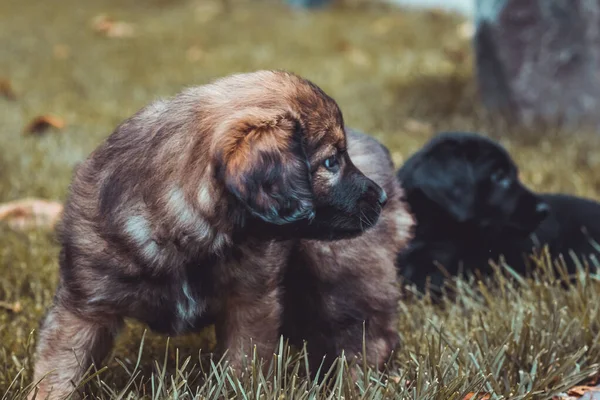 I cuccioli stanno giocando allegramente sull'erba autunnale. Cani di piccola taglia neri e marroni nel parco. Animali domestici e concetto di animali domestici . — Foto Stock