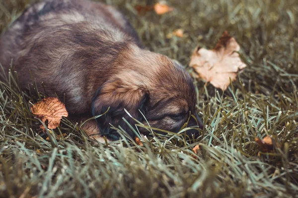 Småvalper leker muntert på høstgresset. Brun, liten hund i parken. Begrepet husdyr og husdyr . – stockfoto