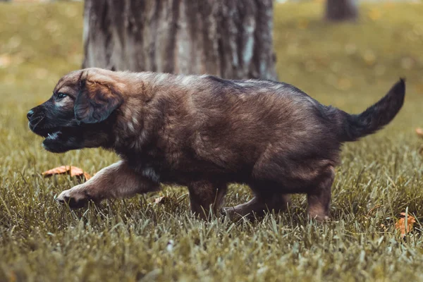 Kleine Welpen spielen fröhlich auf dem herbstlichen Rasen. brauner kleiner Hund im Park. Haustiere und Heimtiere Konzept. — Stockfoto