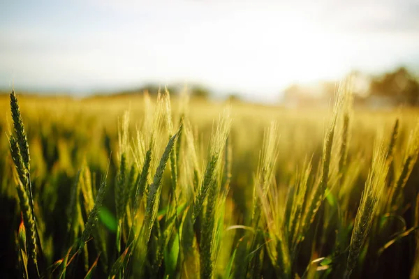 Jonge Groene Spikeletten Van Tarwe Schijnen Helder Bij Zonsondergang Het — Stockfoto