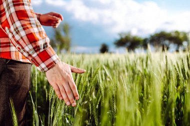 Erkek çiftçi, güneşli yaz gününde yeşil buğday tarlasında genç dikenlere dokunarak yürür. Tahıl hasadı büyüyor. Tarım ve tarım kavramı
