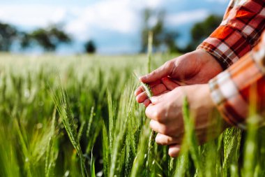 Çiftçi, genç yeşil buğdayın sivri uçlarına dokunur ve hasadın olgunluk seviyesini kontrol eder. Agronomist tarlada büyüyen tahılları analiz ediyor. Tarım ve tarım kavramı