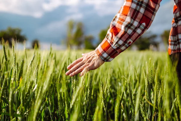 Muž Farmář Kráčí Zeleném Pšeničném Poli Dotýká Mladých Hřeby Jasného — Stock fotografie