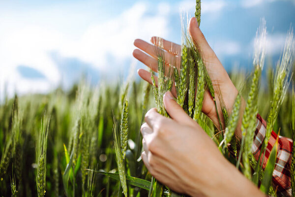 Фермер касается колосьев молодой зеленой пшеницы и проверяет уровень зрелости урожая. Агроном анализирует растущее зерно на поле. Концепция сельского хозяйства и сельского хозяйства
