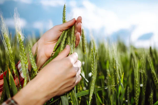 Farmář Dotkne Hřeby Mladé Zelené Pšenice Zkontroluje Úroveň Zralosti Sklizně — Stock fotografie