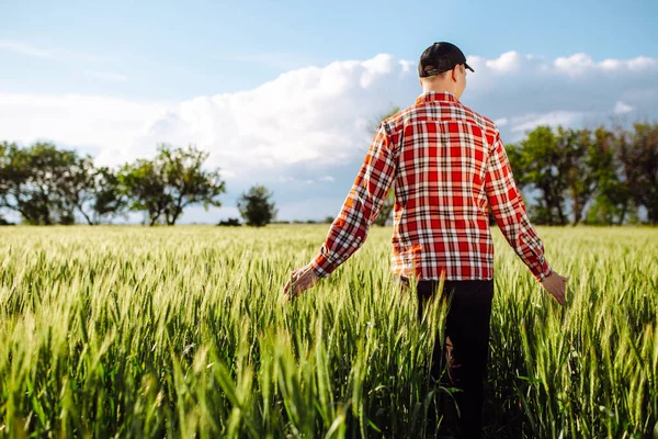 明るい晴れた夏の日には 若い小花に触れる緑の小麦畑を歩く男性農家 穀物の収穫が成長する 農業と農業の概念 — ストック写真