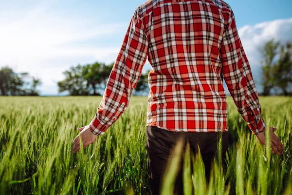 Hombre Agricultor Camina Campo Trigo Verde Tocando Las Espiguillas Jóvenes — Foto de Stock