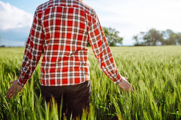 농부는 여름날푸른 밀밭을 거닐면서 물갈퀴를 봅니다 농작물 이증가 농업의 — 스톡 사진