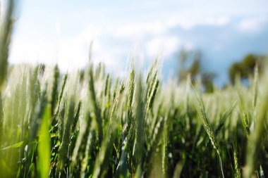 Genç yeşil buğday başakları gün batımında tarlada parlıyor. Güneşli yaz gününde olgunlaşan buğday başaklarıyla yeni hasat büyüyor. Tarım kavramı