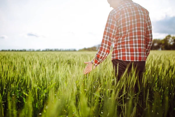 明るい晴れた夏の日には 若い小花に触れる緑の小麦畑を歩く男性農家 穀物の収穫が成長する 農業と農業の概念 — ストック写真