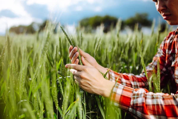 農家は若い緑の小麦の小穂に触れ 収穫の熟度を確認します 農業生物学者は畑の成長する穀物を分析している 農業と農業の概念 — ストック写真