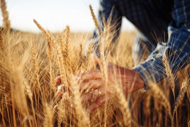 Bir erkek çiftçinin tarlada birkaç başak tutarak yeni hasatın kalitesini kontrol etmesi. Bir çiftlik işçisinin ellerinde tahıl filizleri. Tarım kavramı