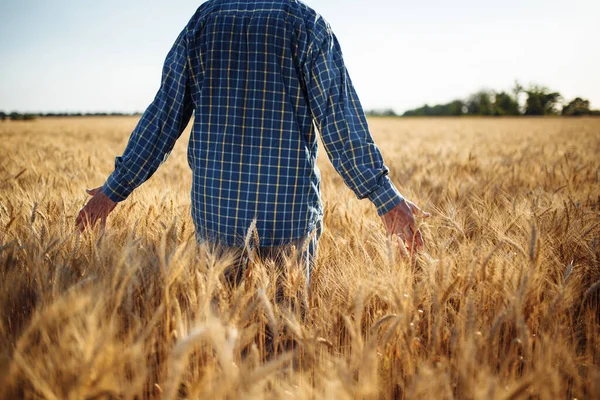 Granjero Camina Por Campo Tocando Brotes Trigo Con Mano Hombre — Foto de Stock