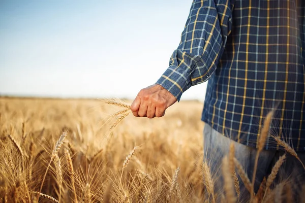 Boer Houdt Een Paar Spikeletten Tarwe Zijn Hand Staande Het — Stockfoto