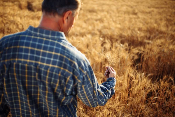 Agricultor Sostiene Unas Cuantas Espigas Trigo Sus Manos Comprobando Calidad — Foto de Stock