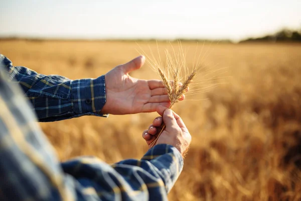 Agricultor Sostiene Unas Cuantas Espigas Trigo Sus Manos Comprobando Calidad — Foto de Stock