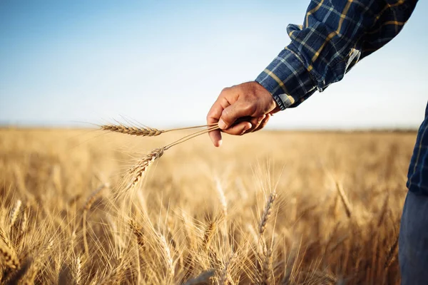 Boer Houdt Een Paar Spikeletten Tarwe Zijn Hand Staande Het — Stockfoto