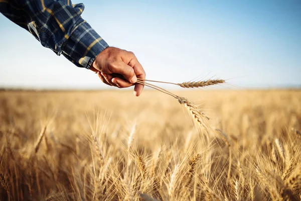 Boer Houdt Een Paar Spikeletten Tarwe Zijn Hand Staande Het — Stockfoto