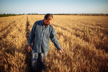 Erkek çiftçi tarladaki çivili buğday tanelerinin kalitesini kontrol ediyor. Erkek tarım işçisi mahsulün iyi durumda olduğundan emin olmak için buğday başaklarına dokunur. Tarım, iş, hasat