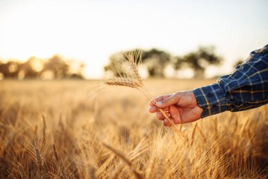 Altın tarlada bir çiftçinin eline birkaç tahıl çivisi tutarken. Tarım işçisi eli ve olgunlaşmış buğday başakları mahsulün kalitesini gösteriyor. Kırsal, iş, hasat kavramı
