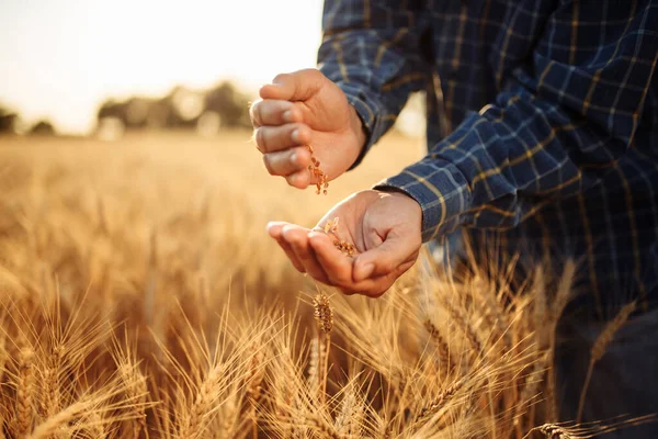 Farmář Stojí Mezi Ušima Pšenice Ruky Ruky Vylévá Zrna Aby — Stock fotografie
